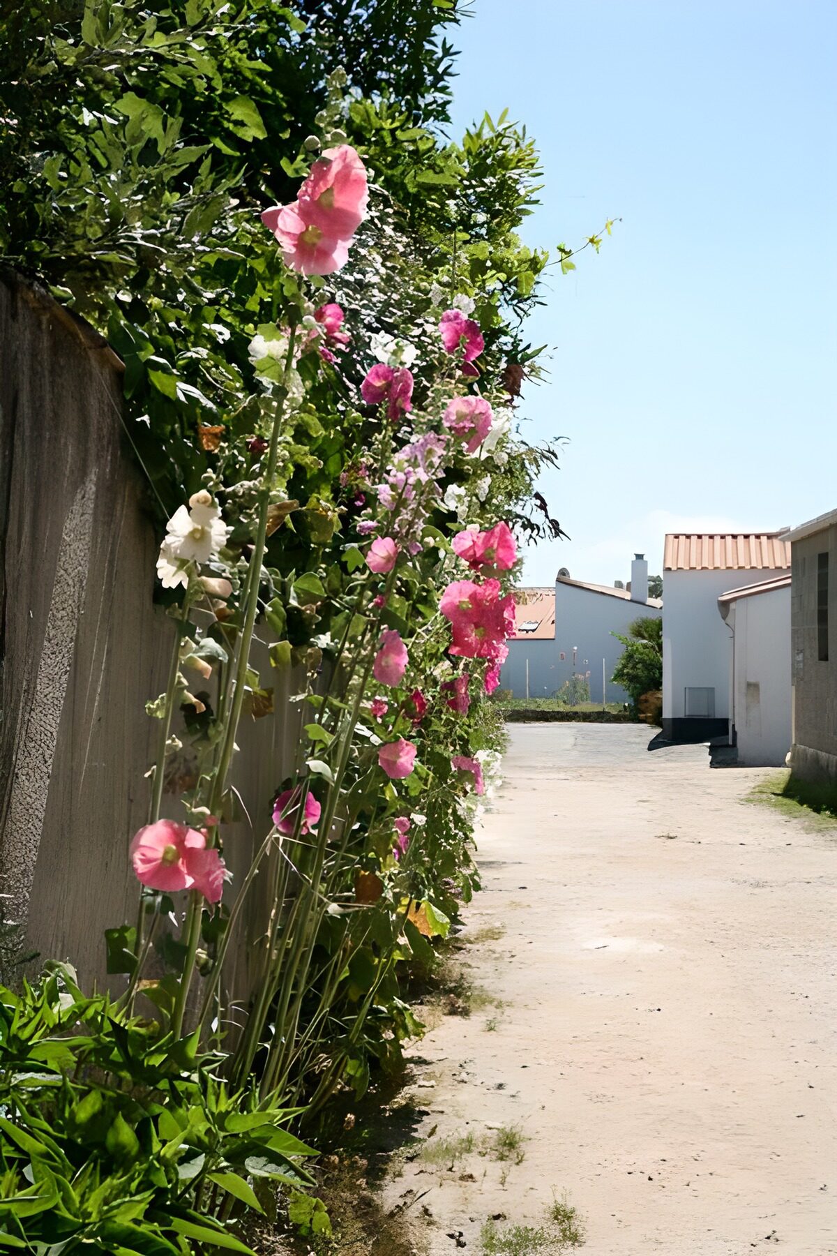 TPDE34980: Mehrere Blumen entlang eine Straße