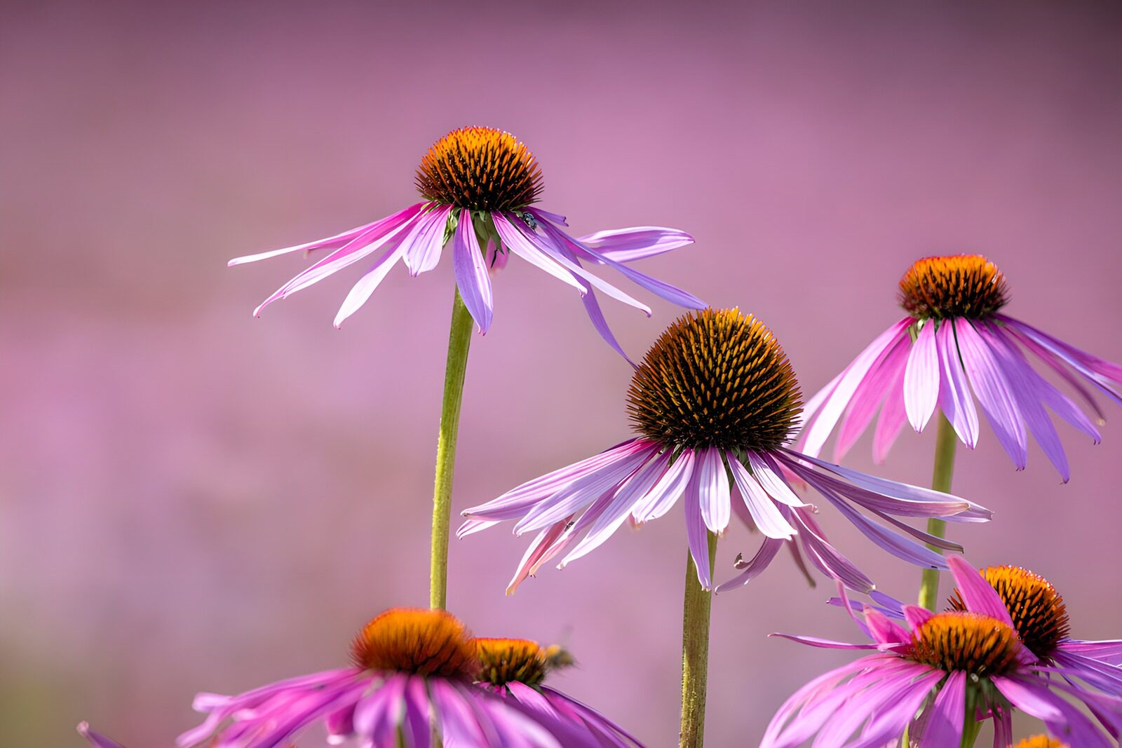 TPDE78546: Schöne Echinacea-Blüten im Sonnenlicht
