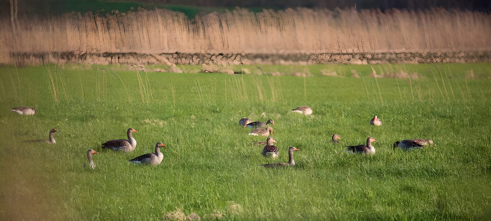 TPDE36740: Gänse in einer Weide