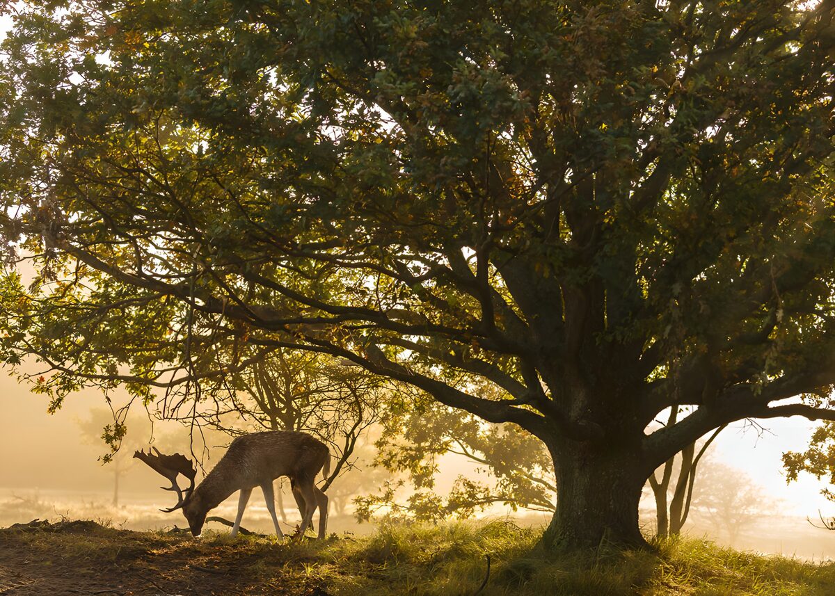 TPDE86432: Reh unter einem alten Baum