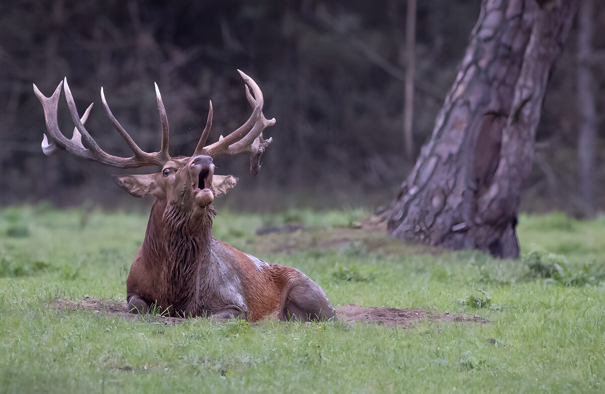 Majestätischer Rothirsch in der Wildnis