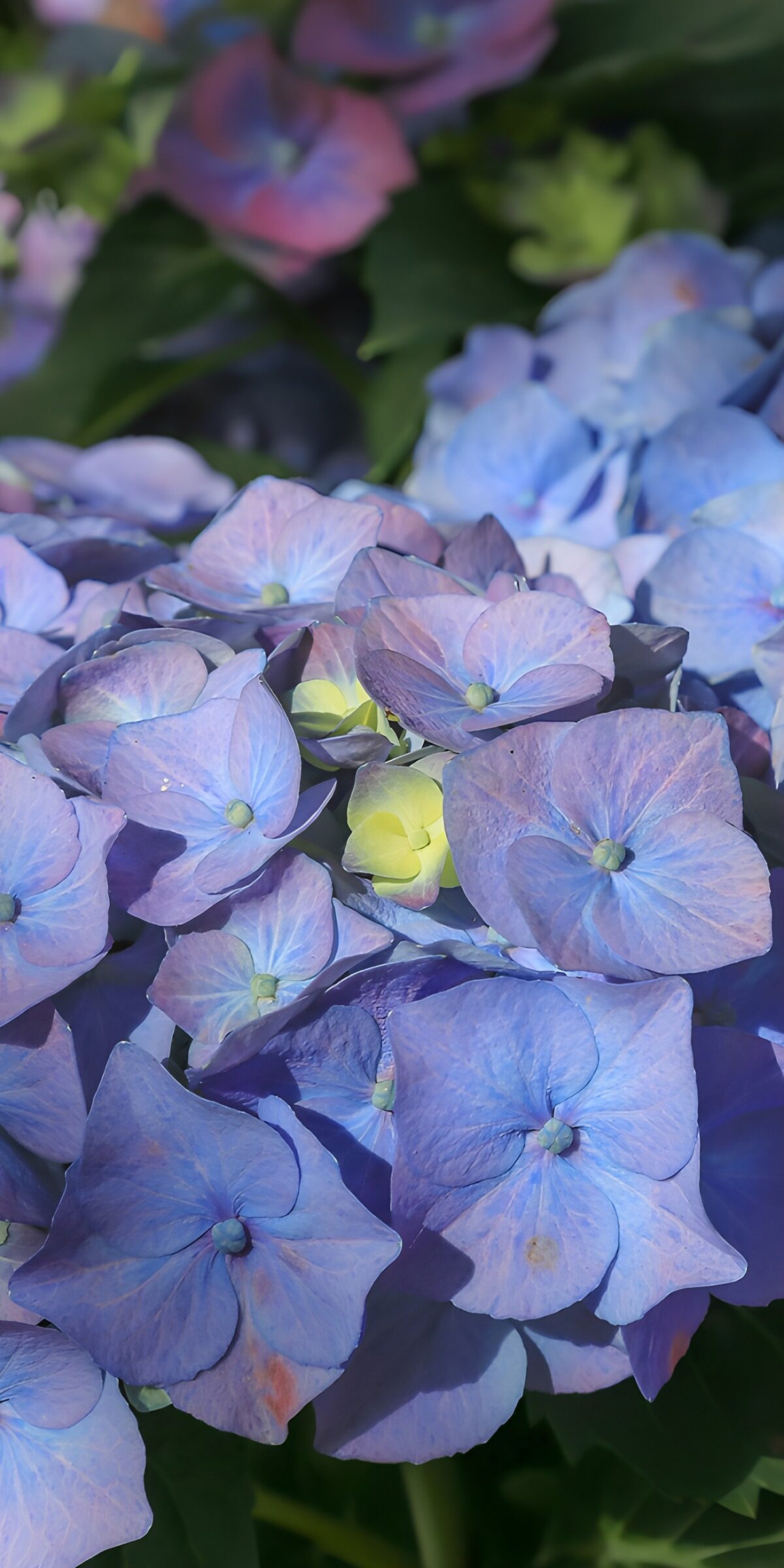 TPDE39761: Wunderschöne Hortensienblüten in Blau