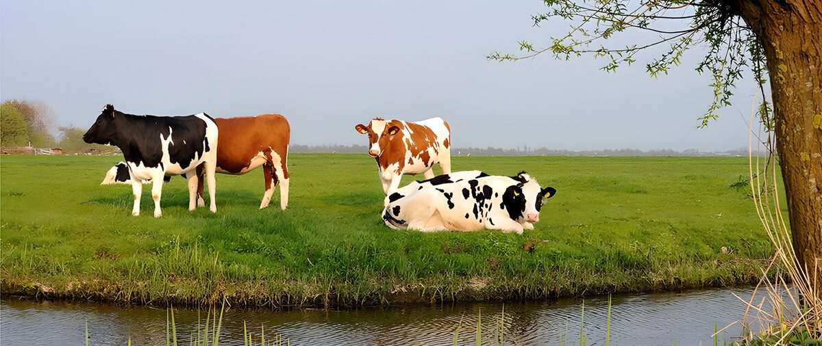 rotbunte und schwarzbunte friedliche Kühe an einem Graben