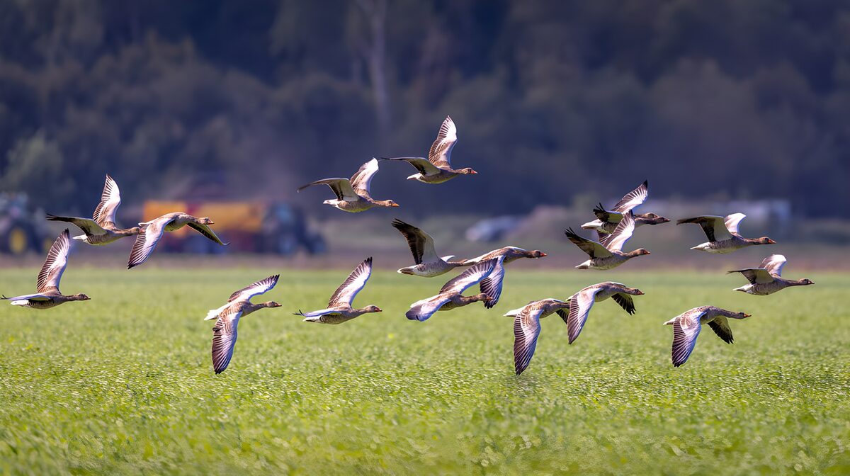 TPDE29917: Fliegende Gänse über grünes Feld