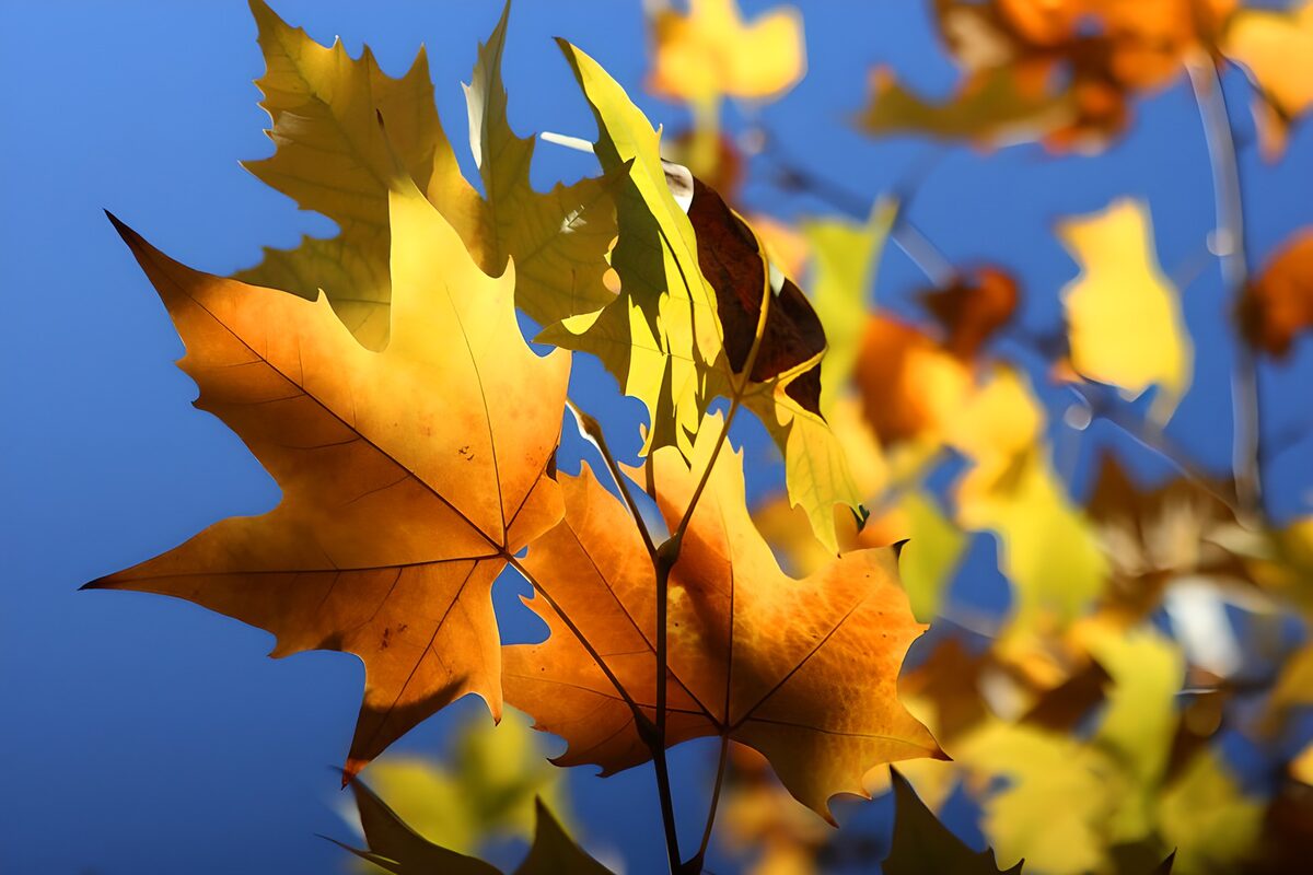 TPDE43057: schön bunte Herbstblätter im Wind