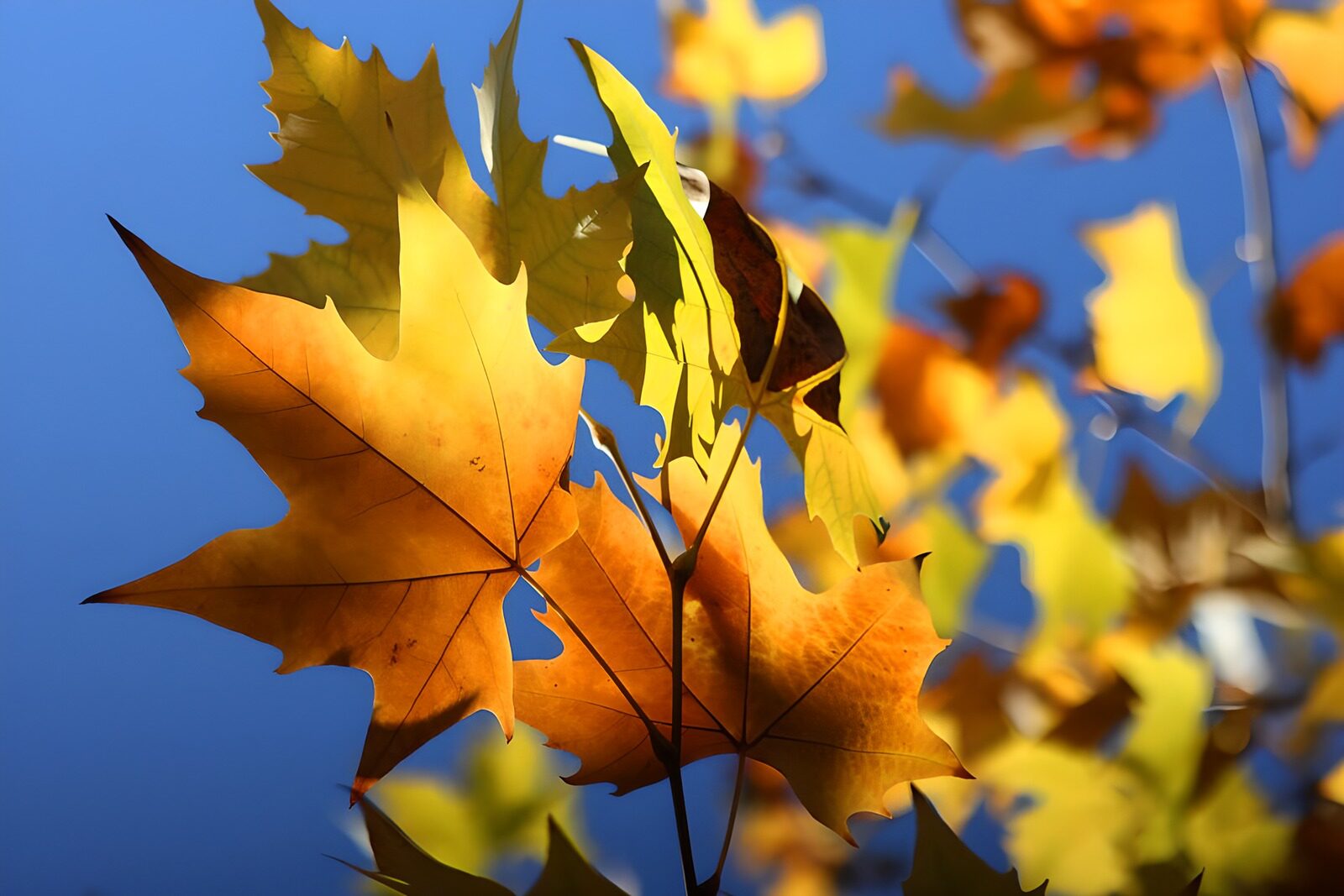 TPDE43057: schön bunte Herbstblätter im Wind