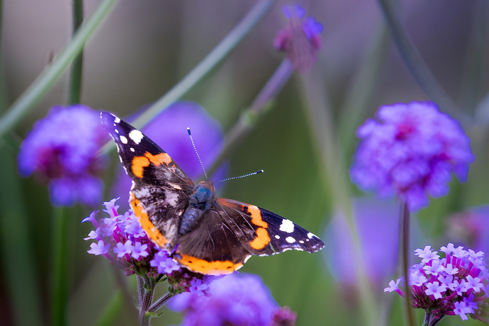 TPDE79104: Admiral auf violetten Blüten