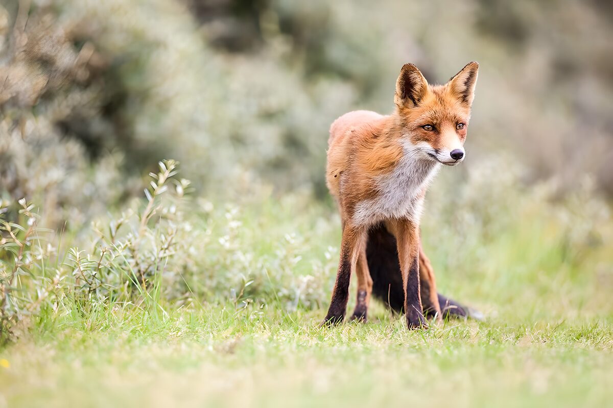 ein Rotfuchs lauert auf Feldmäuse 