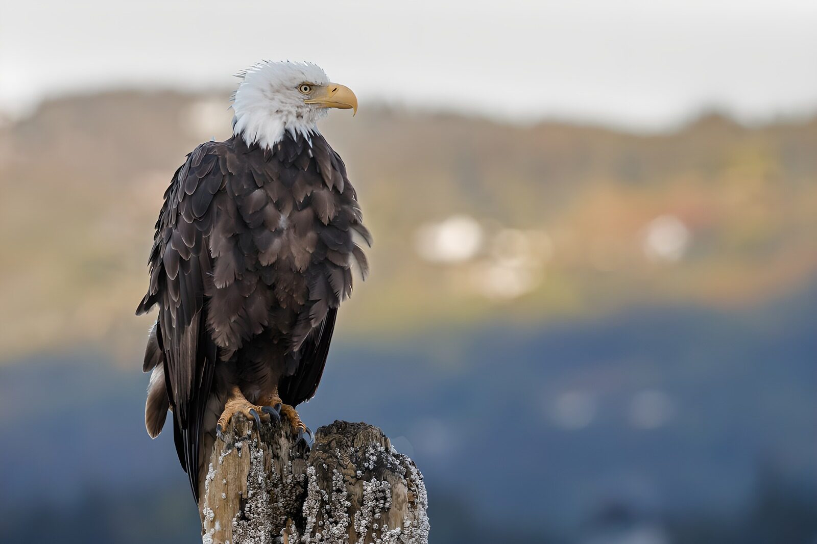 TPDE73618: Weißkopfseeadler auf einem Pfosten