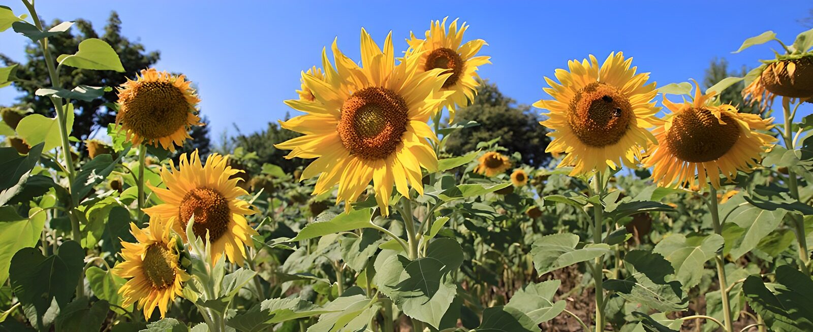 TPDE60084: goldgelbe Sonenblumen unter dem blauen Himmel von Süd-Frankreich