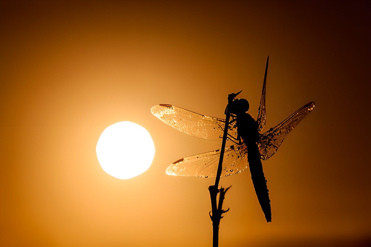 eine Libelle im Sonnenuntergang