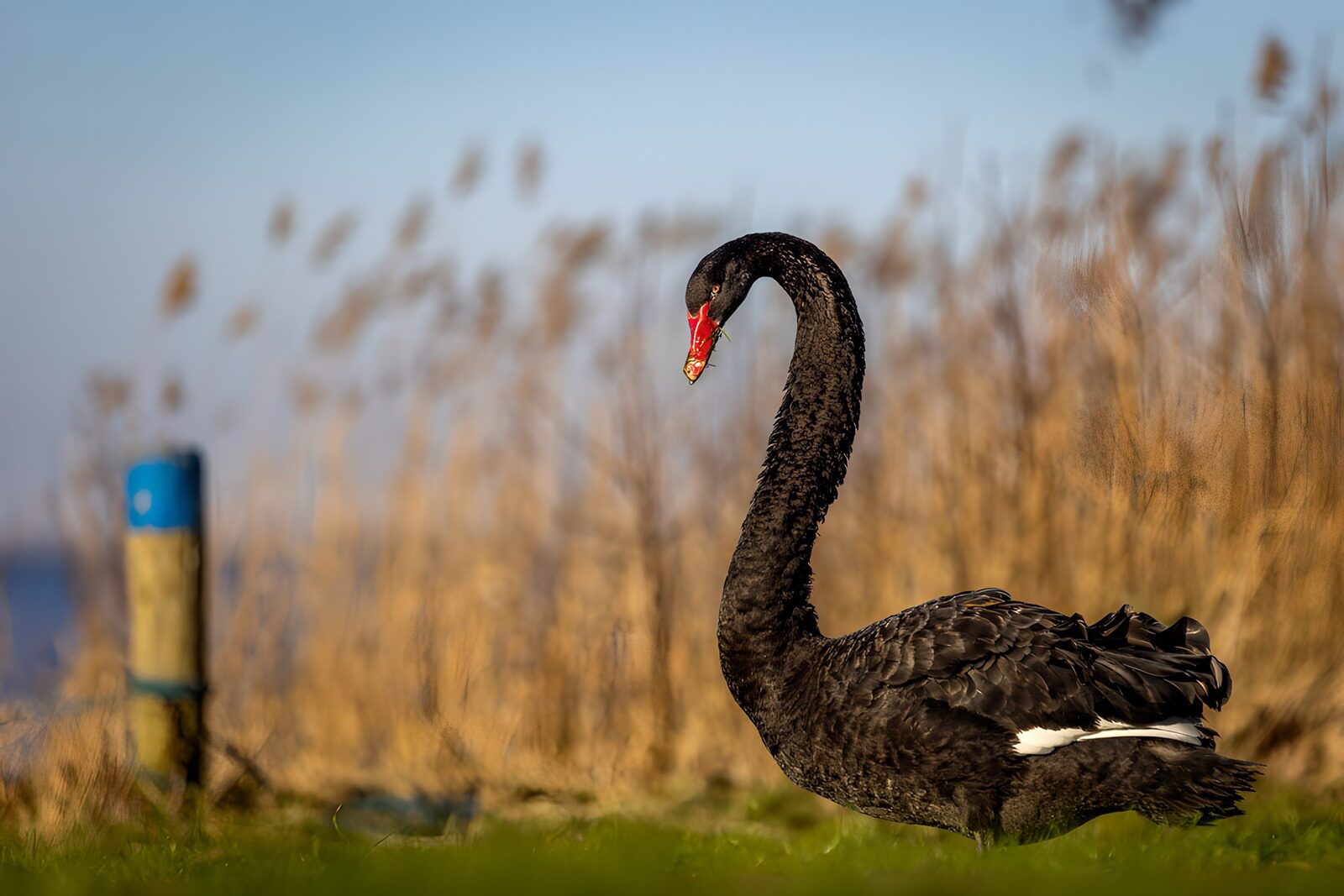 TPDE27331: Schwarzer Schwan im Sonnenlicht