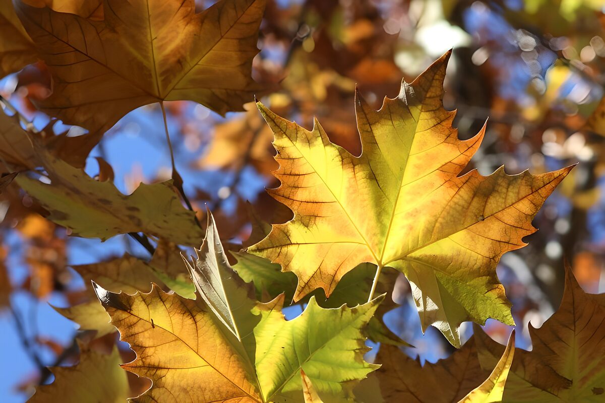 gelbbraune Herbstblätter 