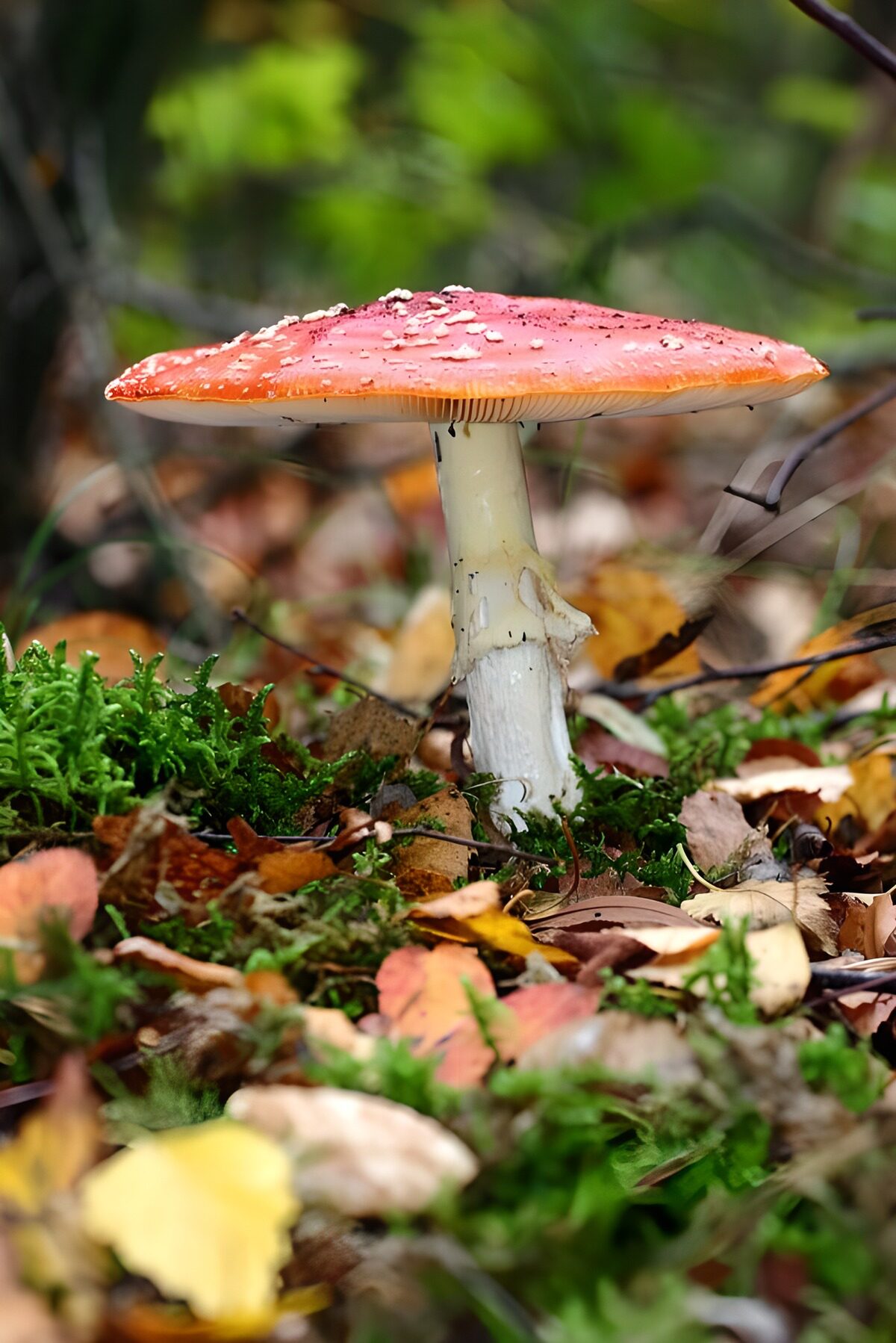 Roter Fliegenpilz im herbstlichen Wald
