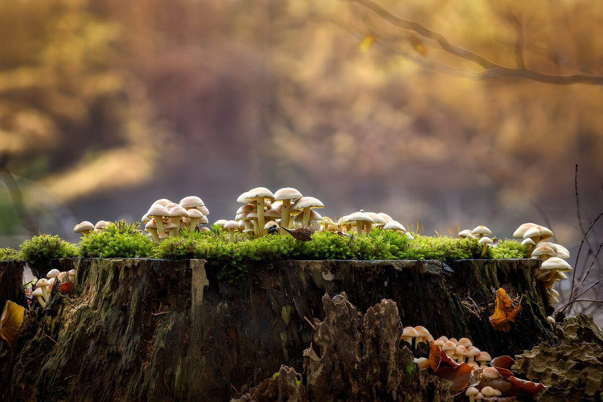 Pilze auf einem Baumstumpf im Wald