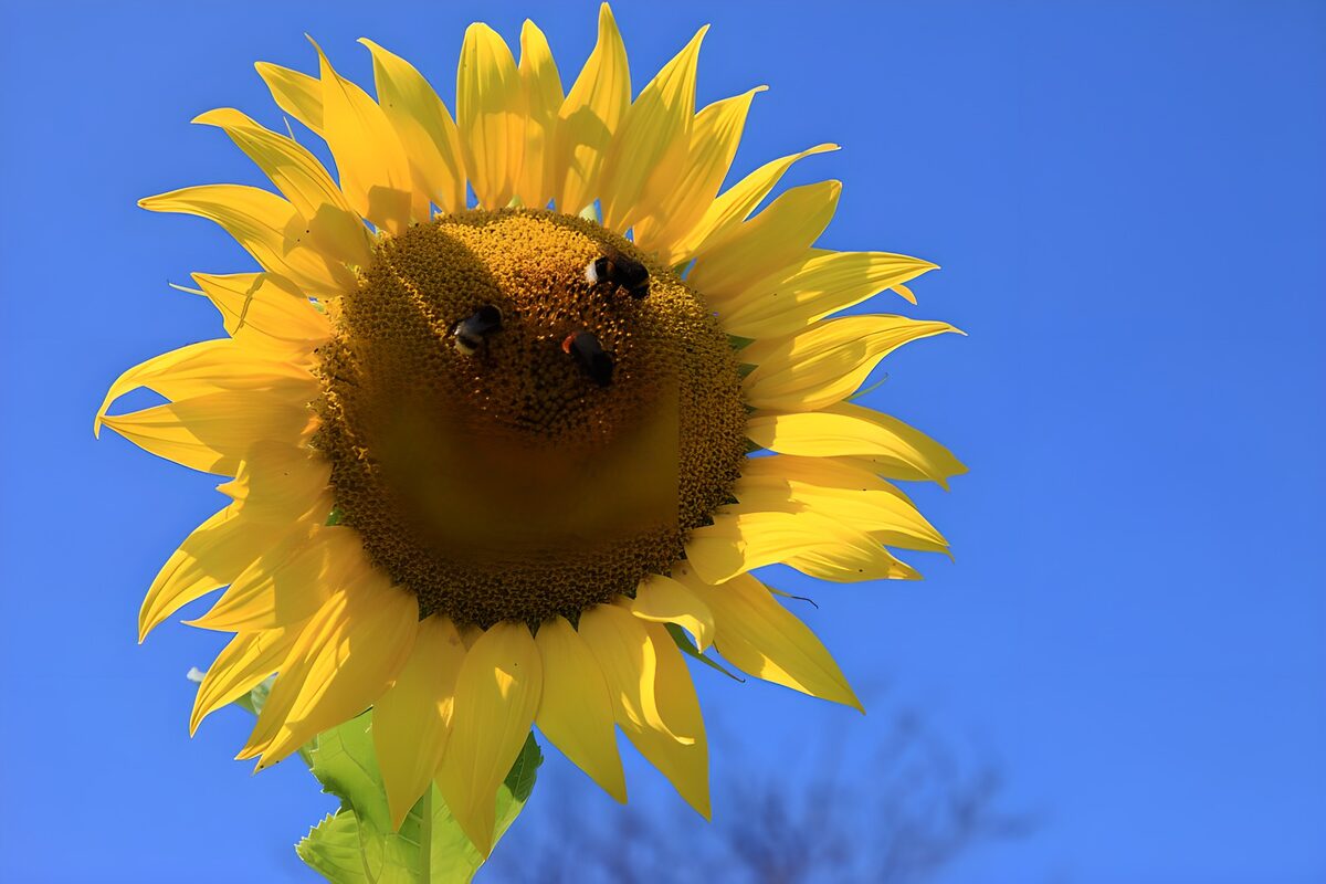 TPDE51937: bestäubende Insekten auf dem Blütenkorb einer Sonnenblume
