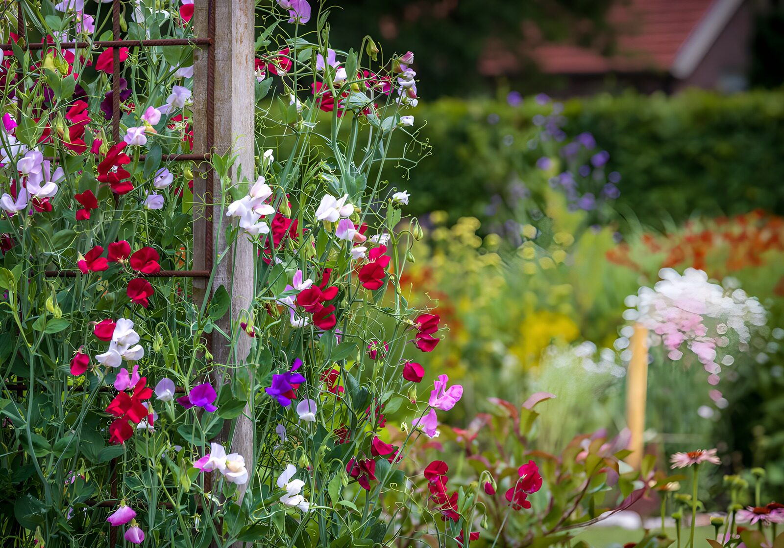TPDE69192: Bunte Duftwicken am Spalier