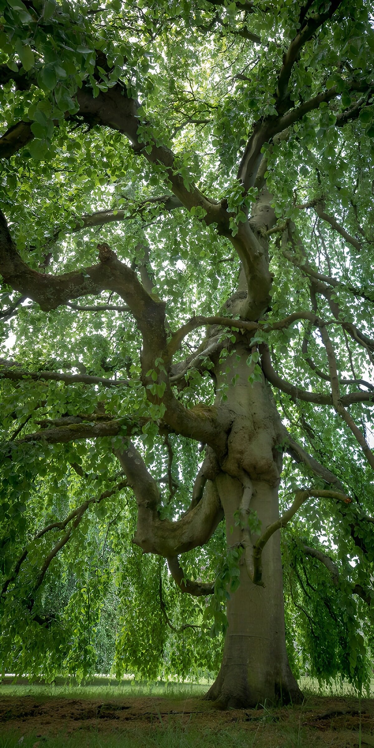 TPDE42608: Majestätischer Baum im Grünen