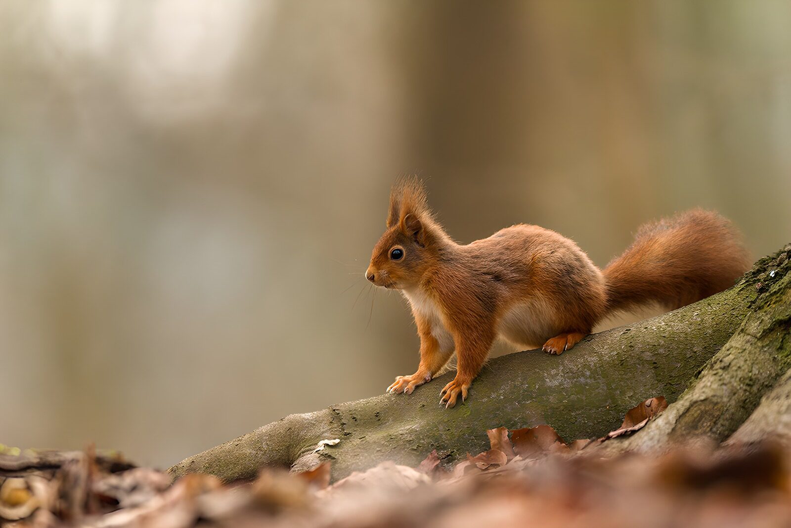 TPDE18604: Fortschreiten des Eichhörnchens im Wald