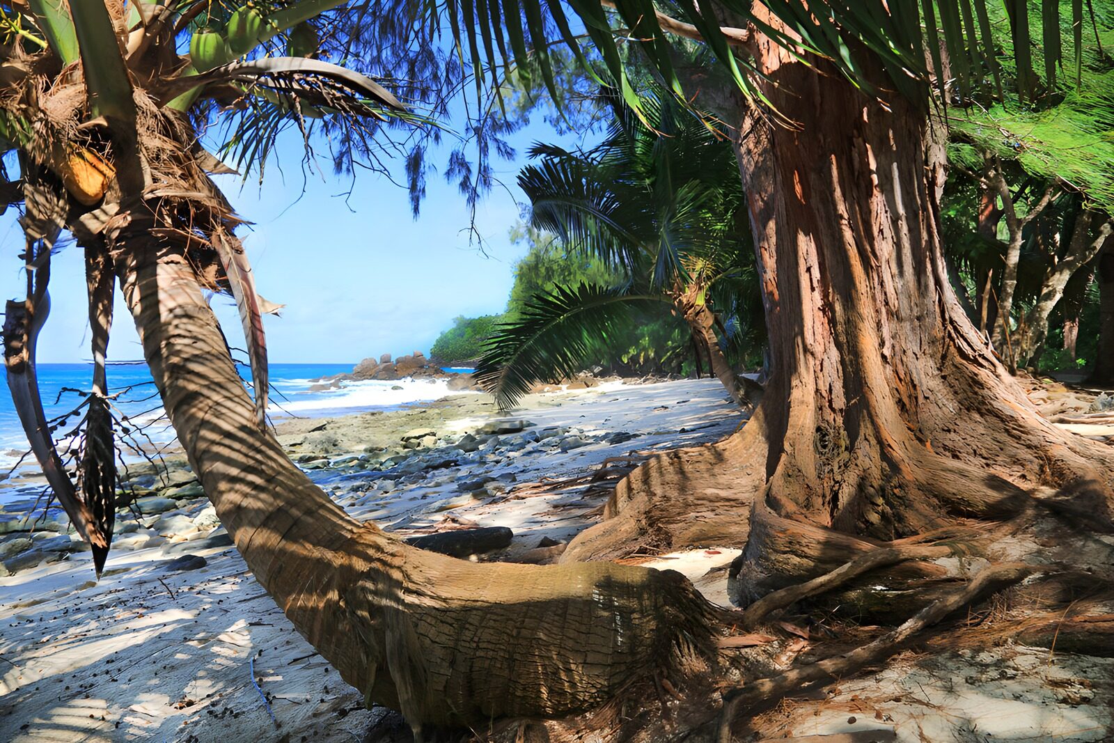TPDE30368: Tropische Küstenlandschaft mit Palmen