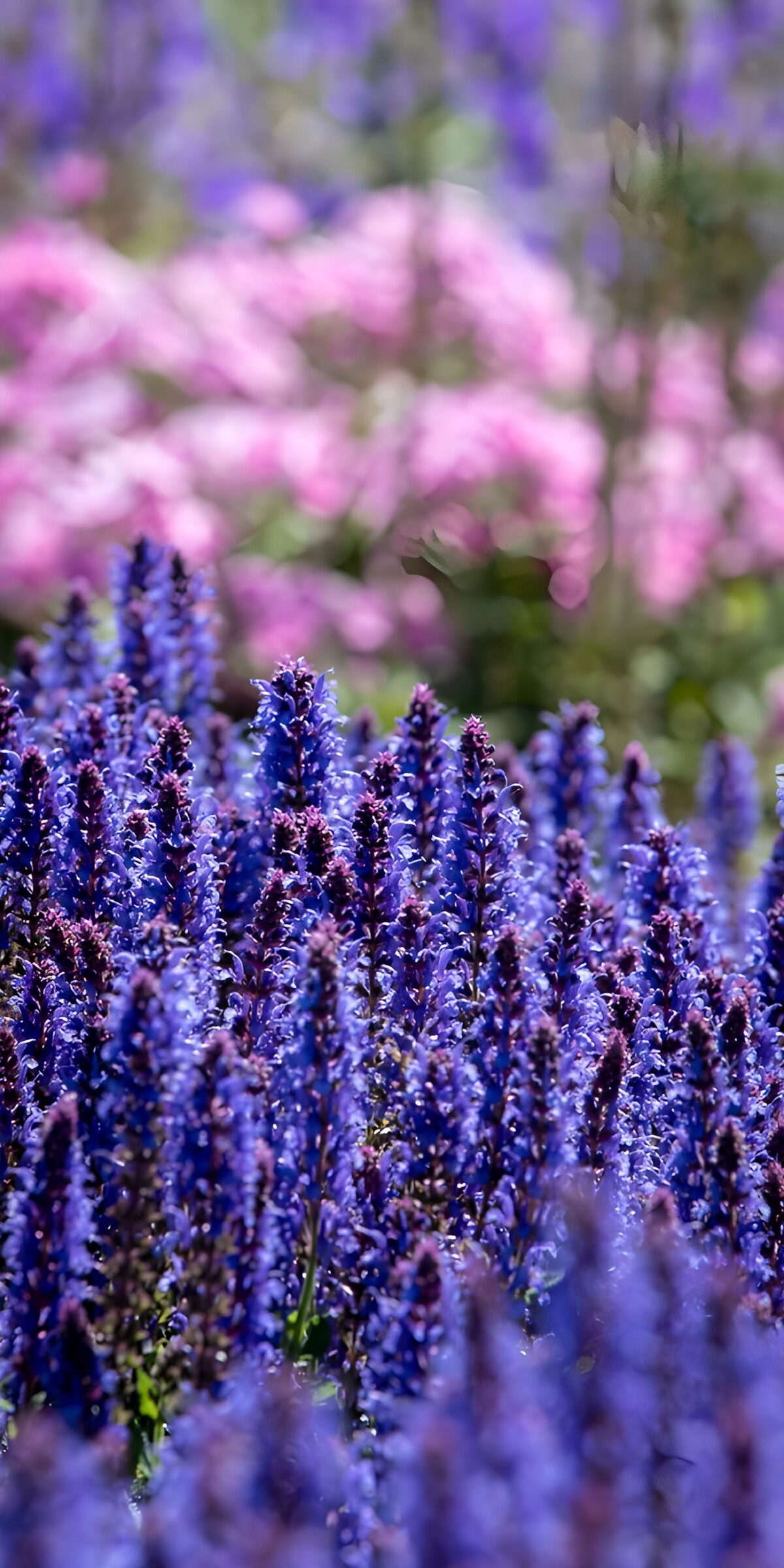 TPDE64178: Farbenfrohe Blumenwiese im Frühling