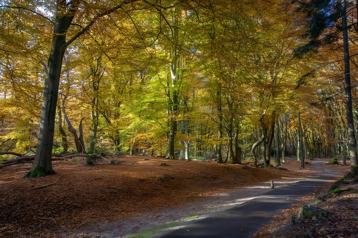 Bunte Herbstlandschaft im Wald