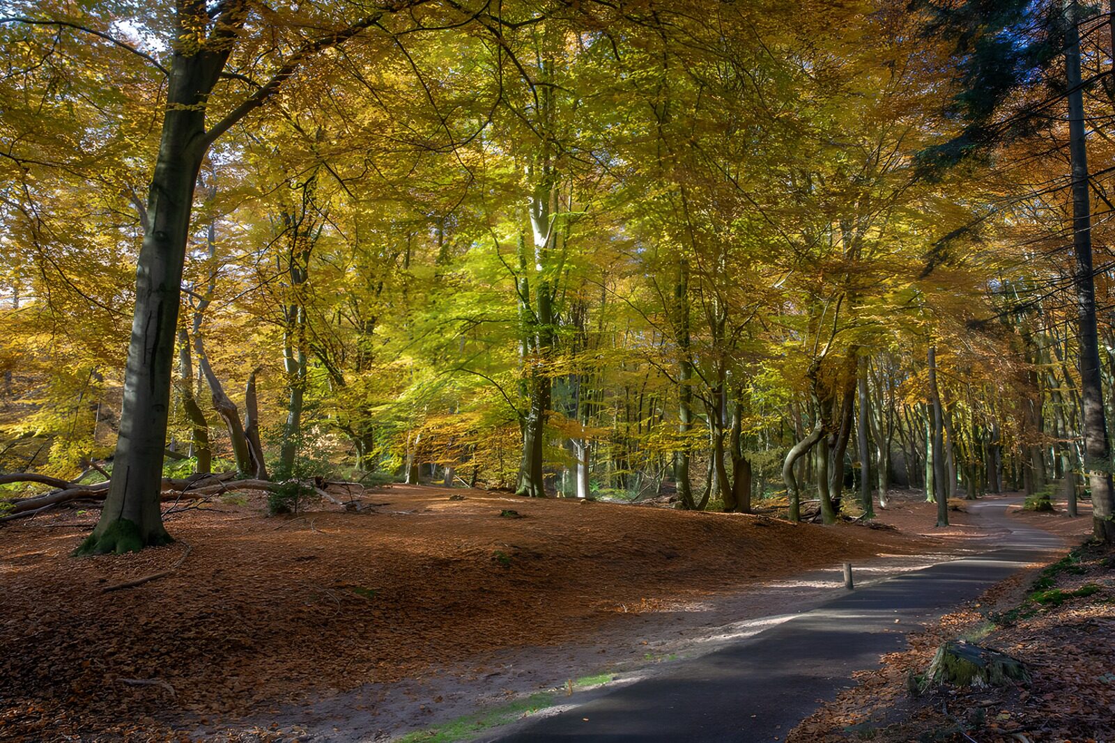 TPDE23151: Bunte Herbstlandschaft im Wald