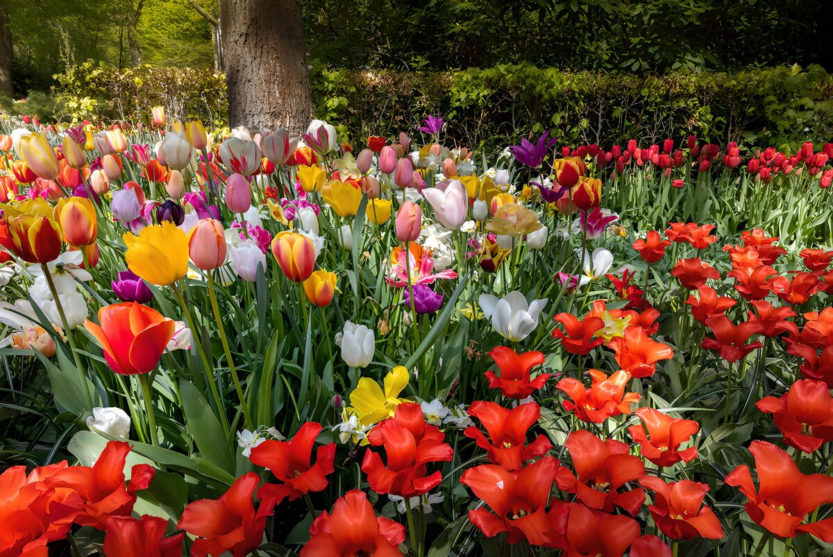 TPDE34075: Bunte Tulpenblüten im Frühlingsgarten