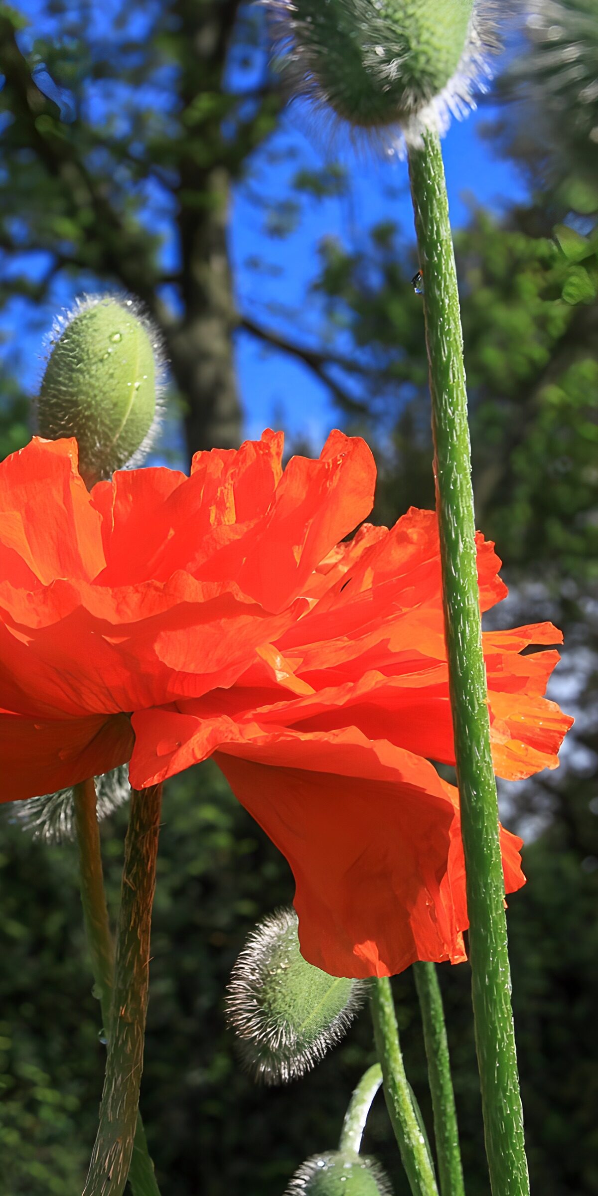 TPDE30072: Rote Mohnblüte im Sonnenschein