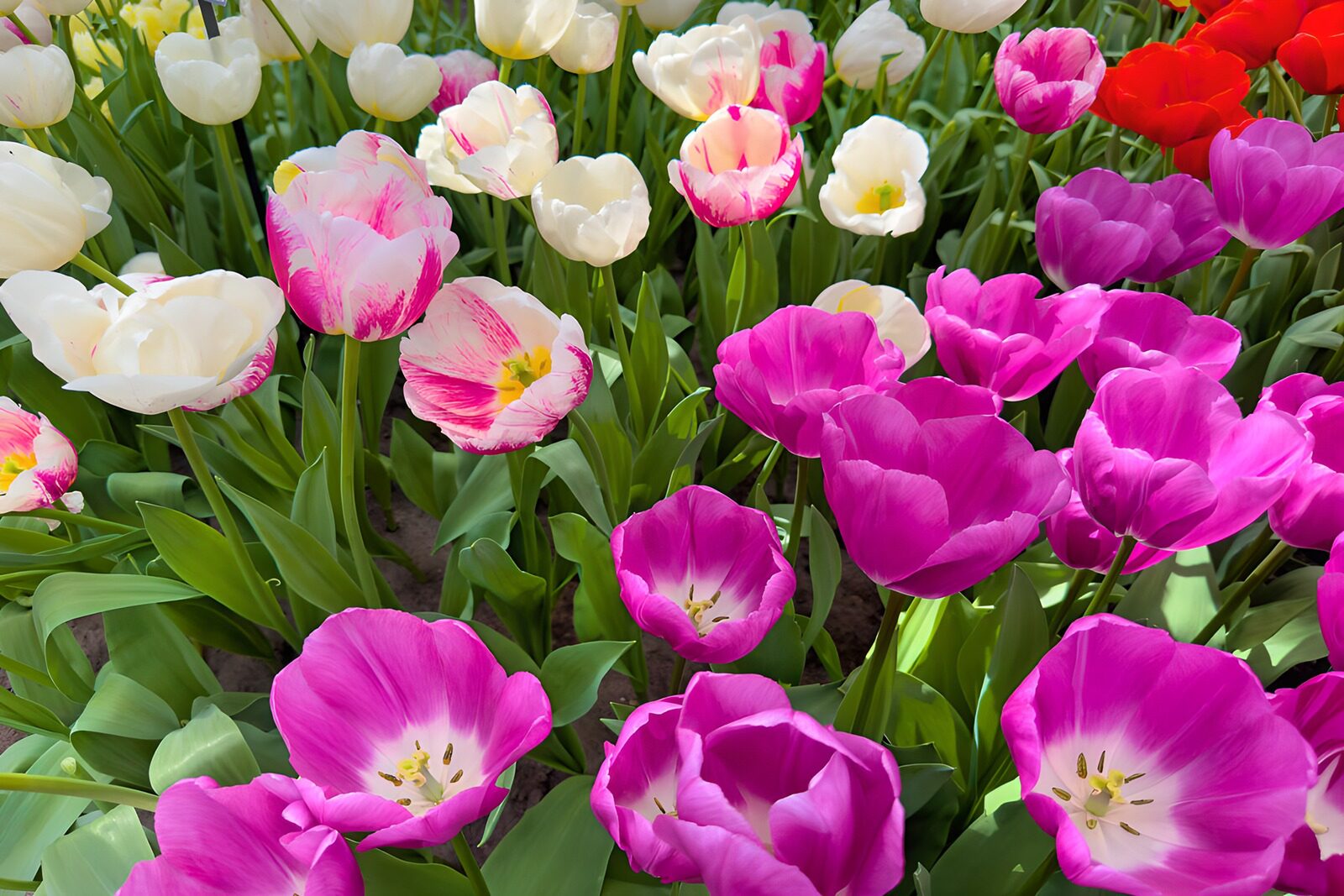 TPDE10920: Bunte Tulpenblüten im Frühling