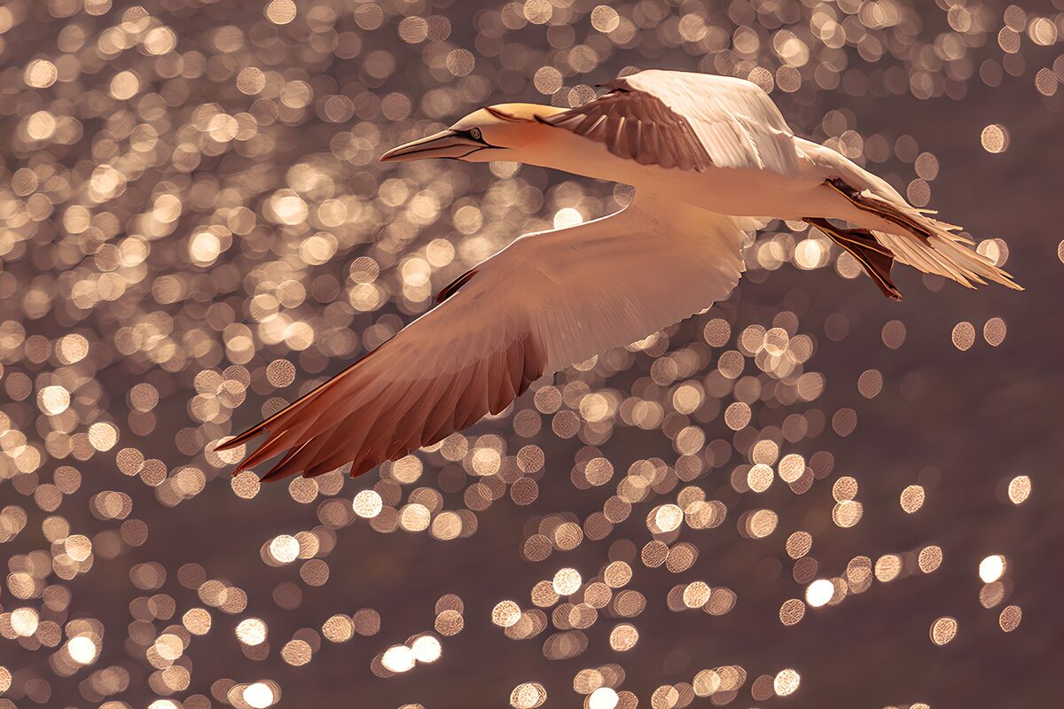 : Fliegender Vogel über glitzerndem Wasser