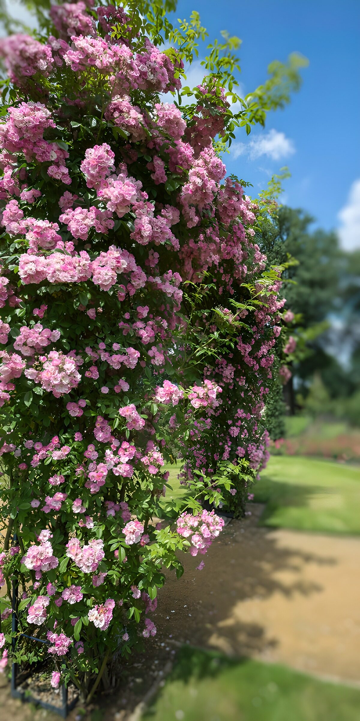 TPDE11861: Blühende Rosenbogen im Sommer