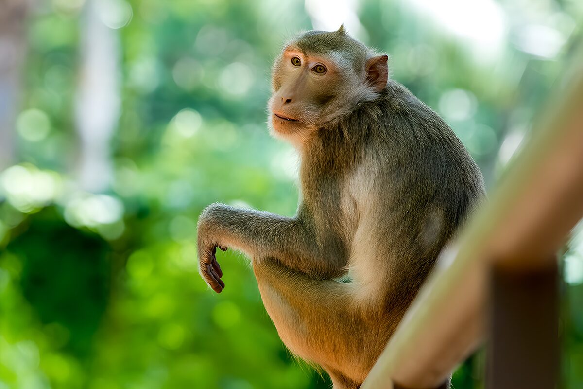 Nachdenklicher Affe im Dschungel