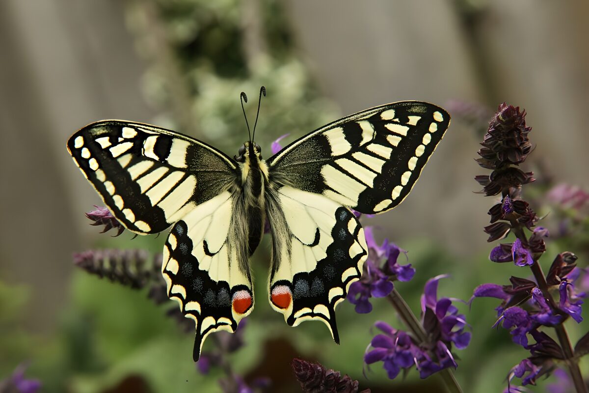 wunderschönes Muster in schwarz weiß von einem Schwalbenschwanz Schmetterling