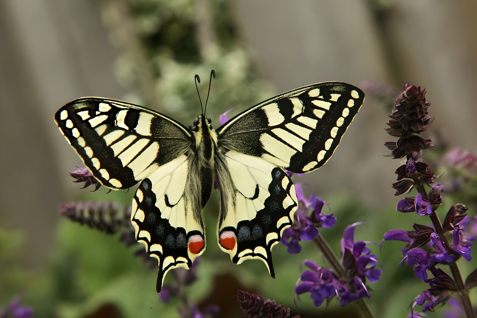 TPDE60683: wunderschönes Muster in schwarz weiß von einem Schwalbenschwanz Schmetterling