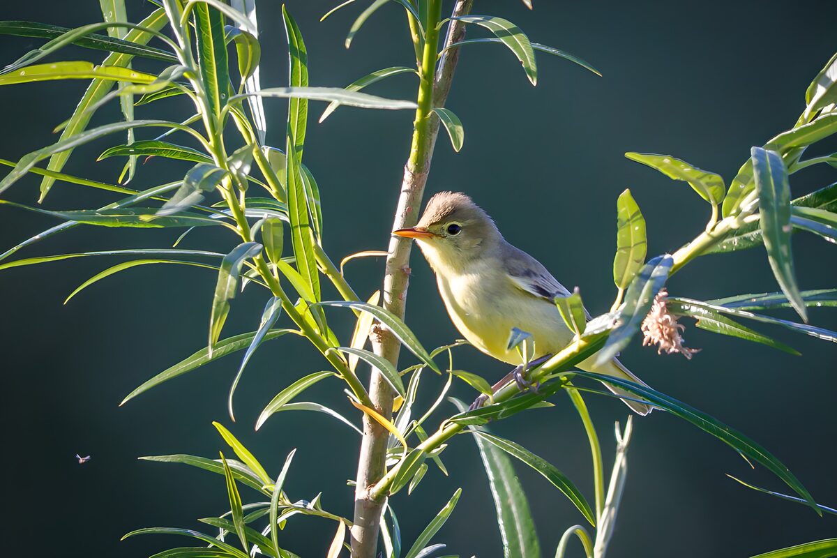 Kleiner Vogel auf einem Ast