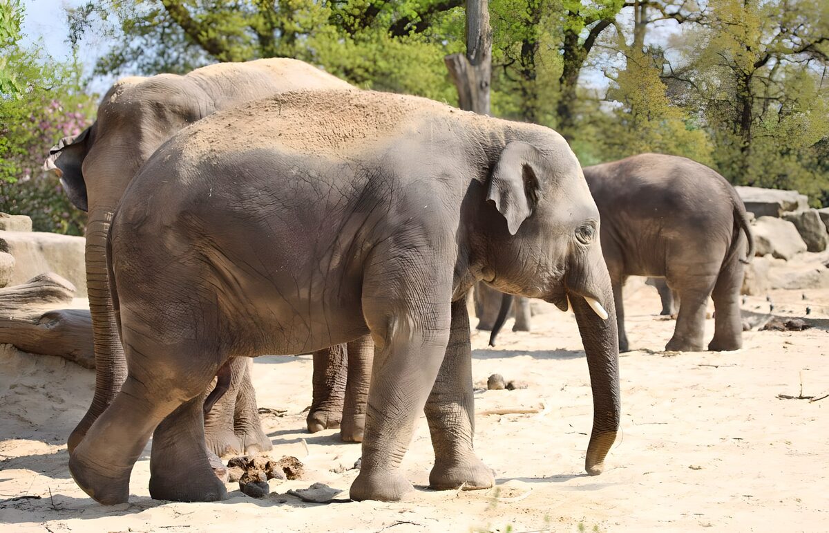 TPDE92735: eine Elefanten im Zoo
