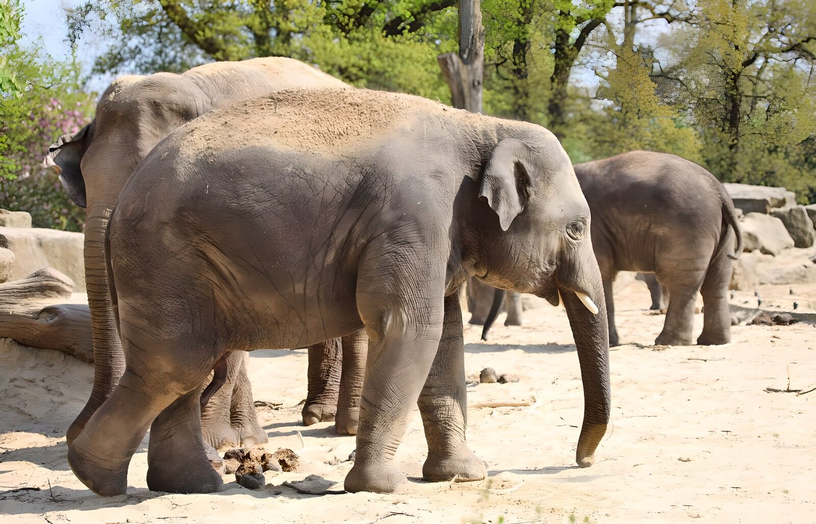 TPDE92735: eine Elefanten im Zoo