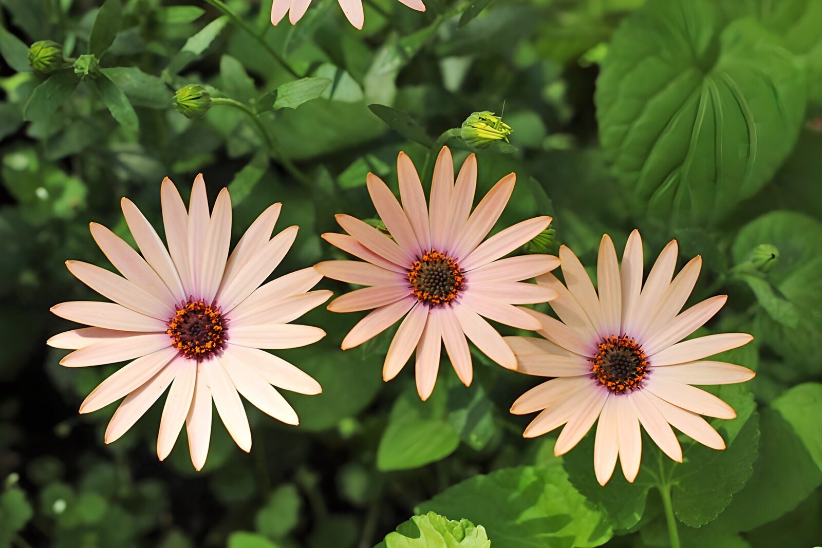 TPDE88552: rosarote Strauchmargariten