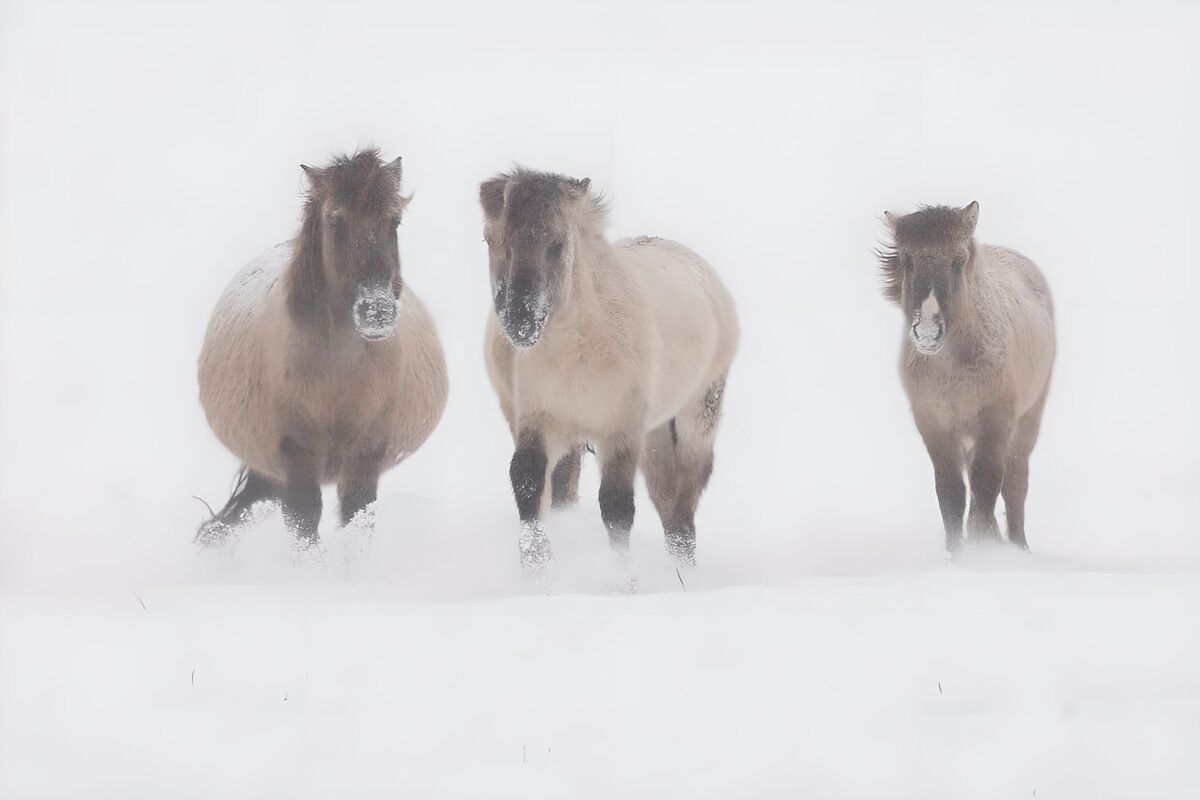 3 Pferde im Nebel