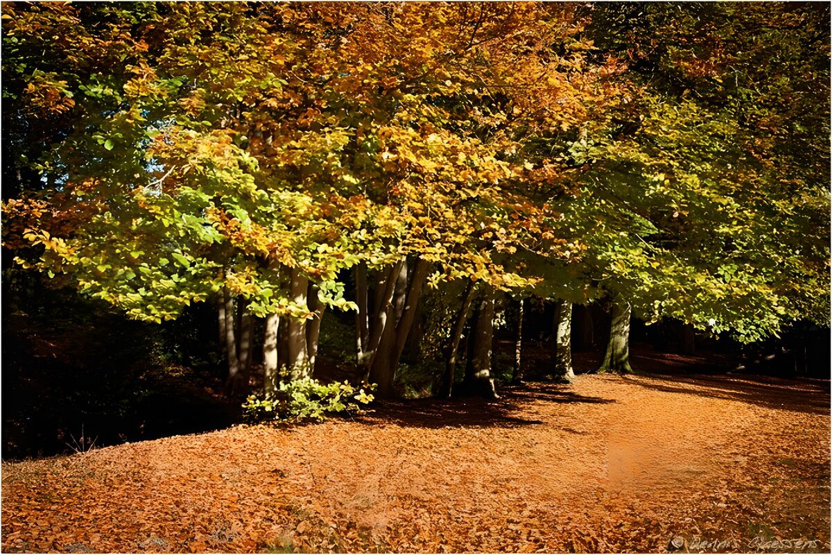 TPDE10059: Herbstpanorama in den Farbtönen vom Herbst