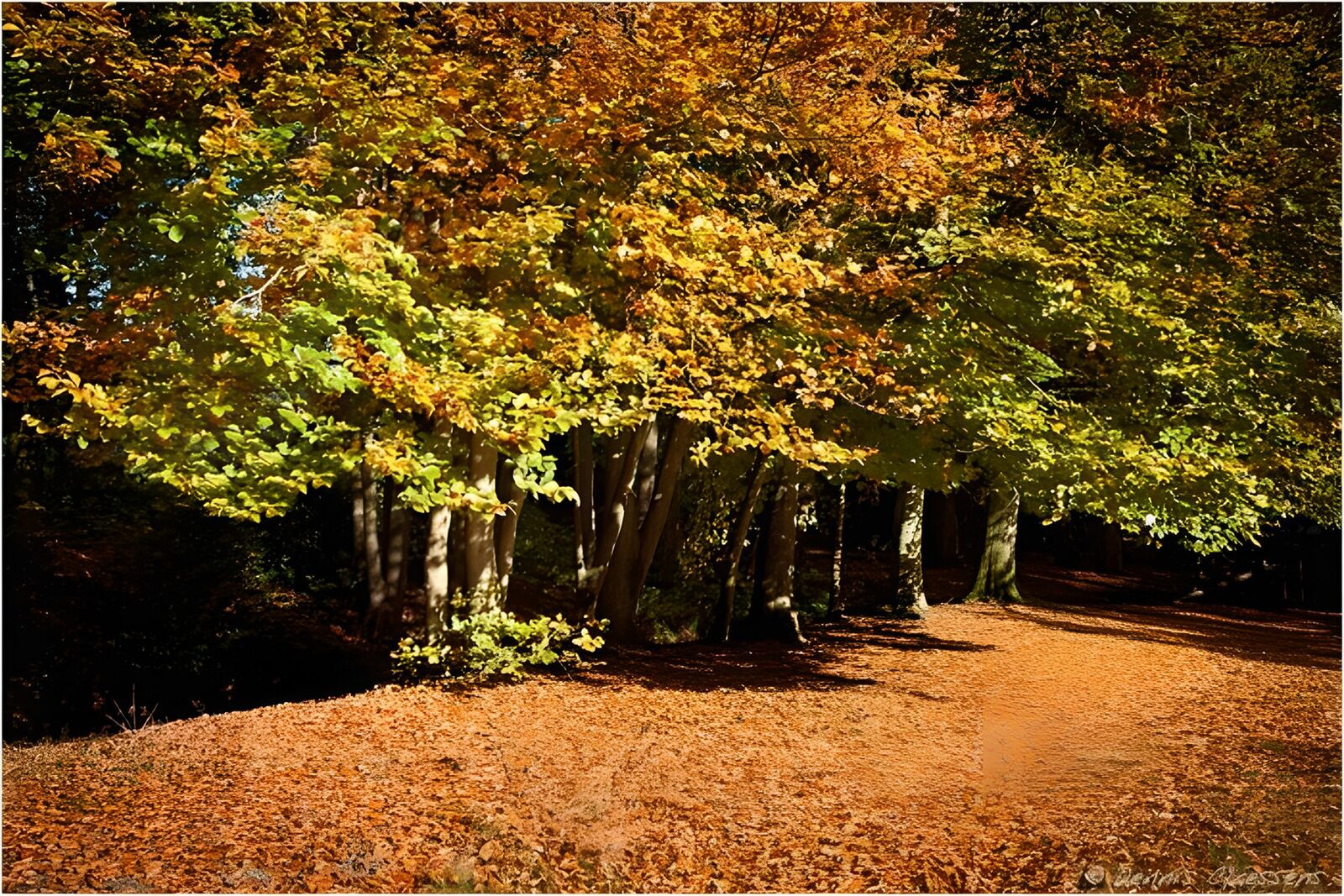 TPDE10059: Herbstpanorama in den Farbtönen vom Herbst