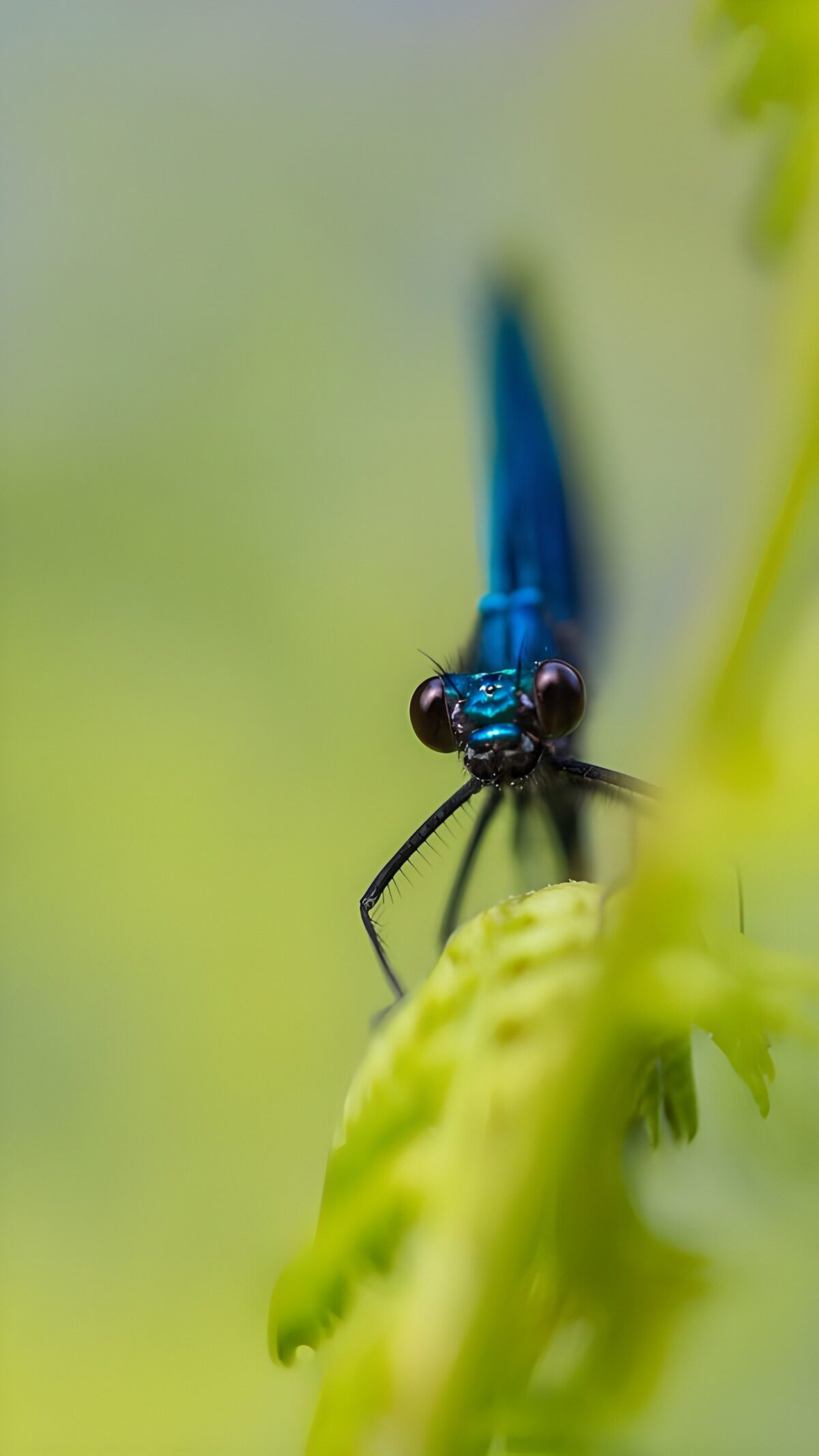 TPDE76989: blauer Wasserjungfer auf einer Blume