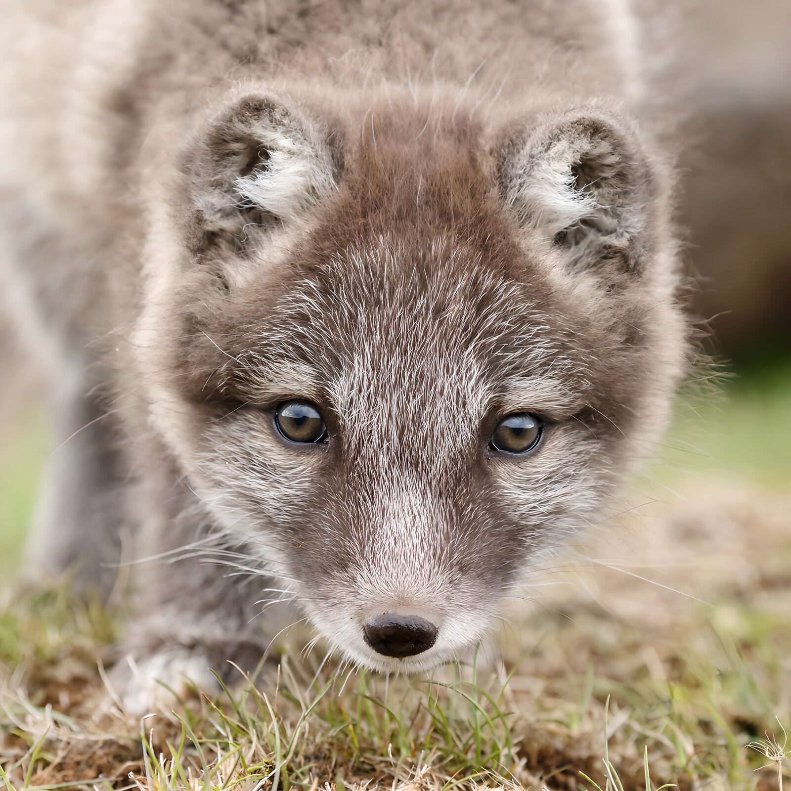 TPDE17980: Arctic Fox Welpe in der Natur