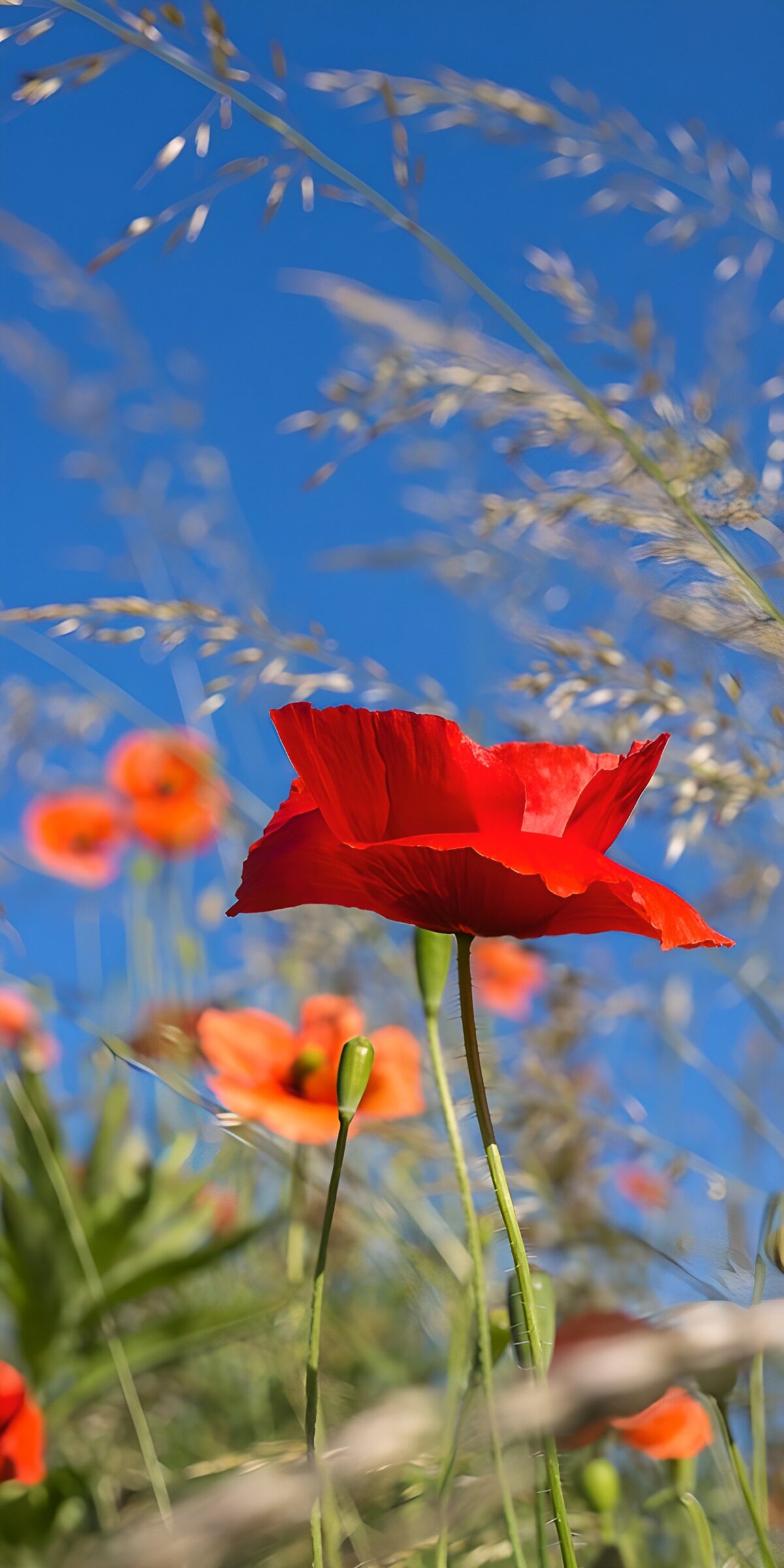 TPDE27986: Rote Mohnblumen im Sommerhimmel