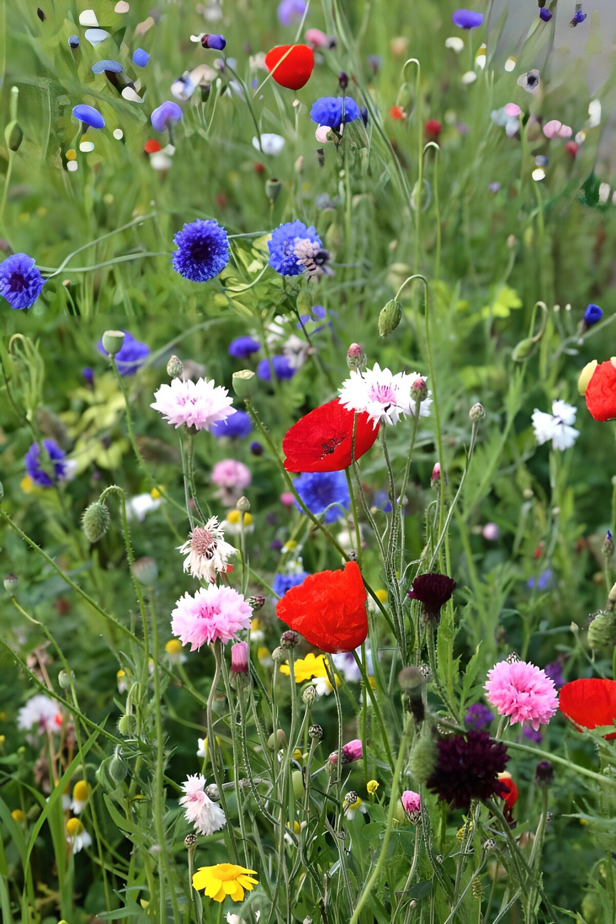 bunte Feldblumen