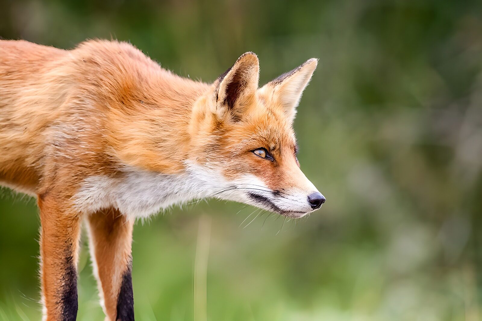 TPDE14997: ein brauner Fuchs lauert auf seine Beute