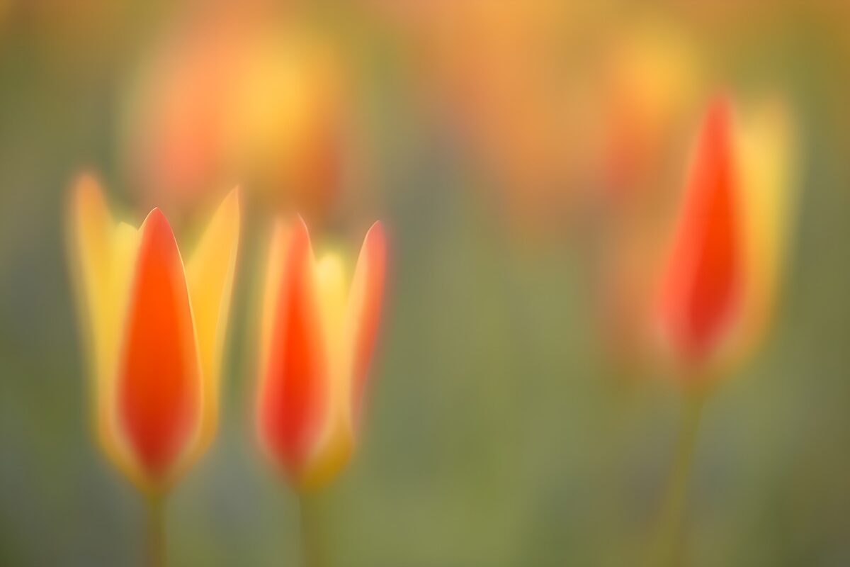 TPDE81019: Blühende Tulpen im sanften Licht