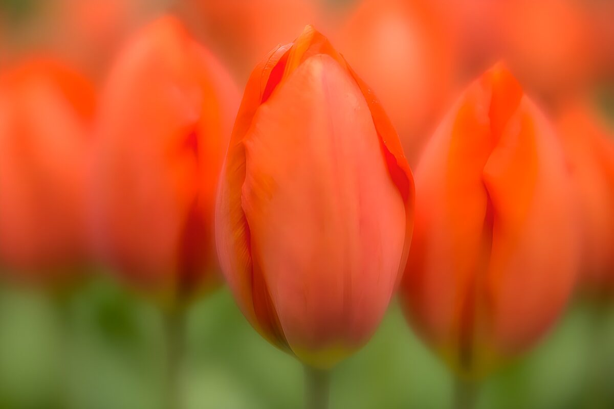 TPDE56429: Orange Tulpen in Blüte
