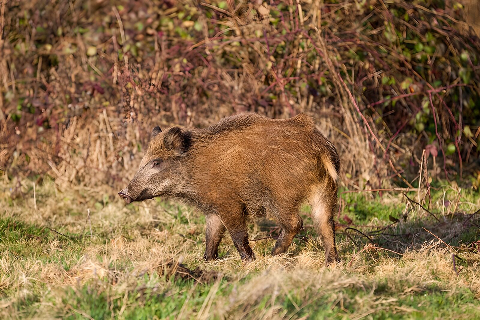 TPDE59887: Wildschwein im Gebüsch